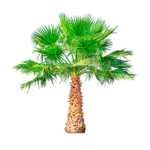 Saw palmetto (palma nana) è un componente di TestoUltra