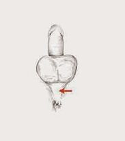 Muscoli di potenza e la loro tensione per aumentare la potenza